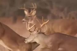 lol高校认证-雄鹿不敌小牛,遭遇近八场遭遇的简单介绍