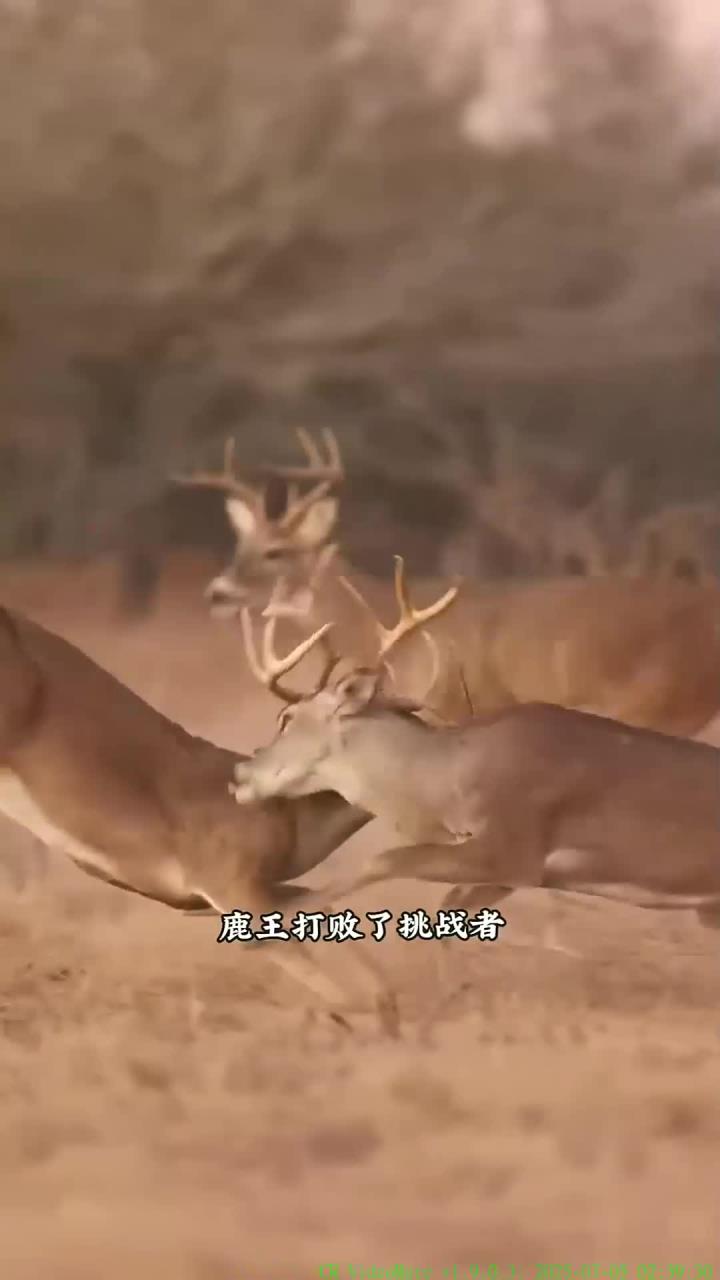 雄鹿不敌小牛,遭遇近八场遭遇的简单介绍 雄鹿不敌小牛,遭遇近八场遭遇的简单介绍